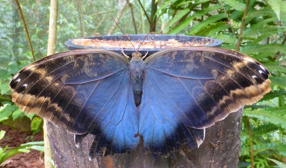 Schmetterling